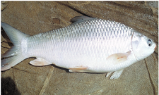​ANIMAL HUSBANDRY