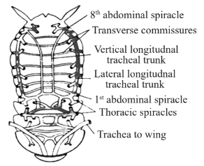 Respiratory System Diagram