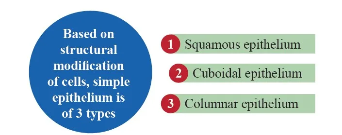Simple epithelium