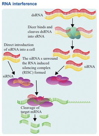 RNA Interference