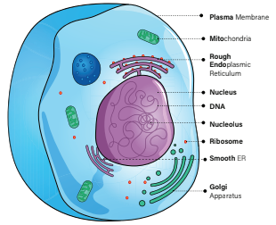 prokaryotic cell