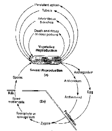 Economic Importance of Bryophyta