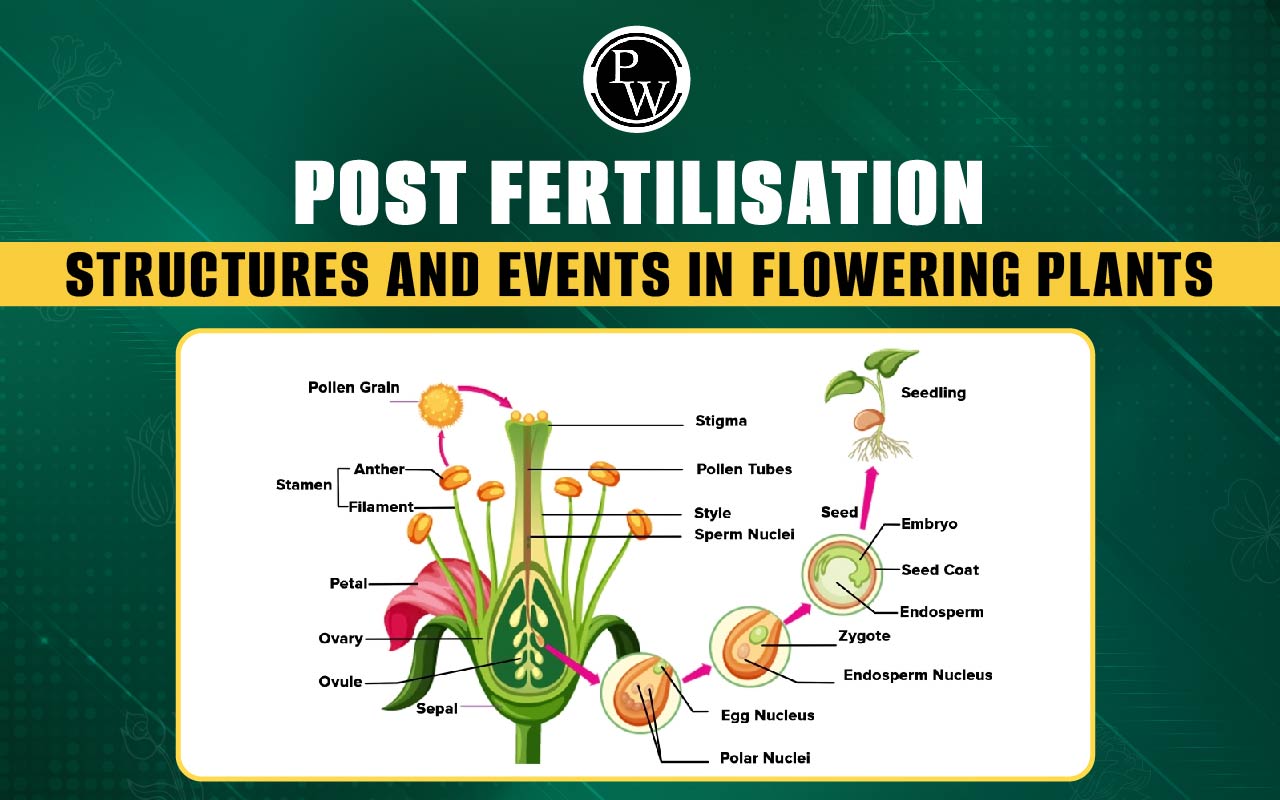 Post Fertilisation- Structures And Events