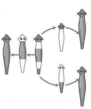 reproduction in animals