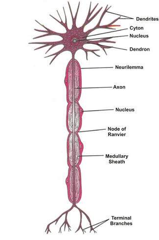 NERVOUS TISSUE