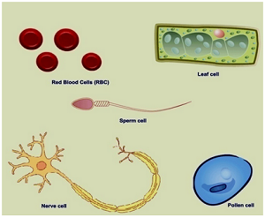 cell showing diversity in size and shape