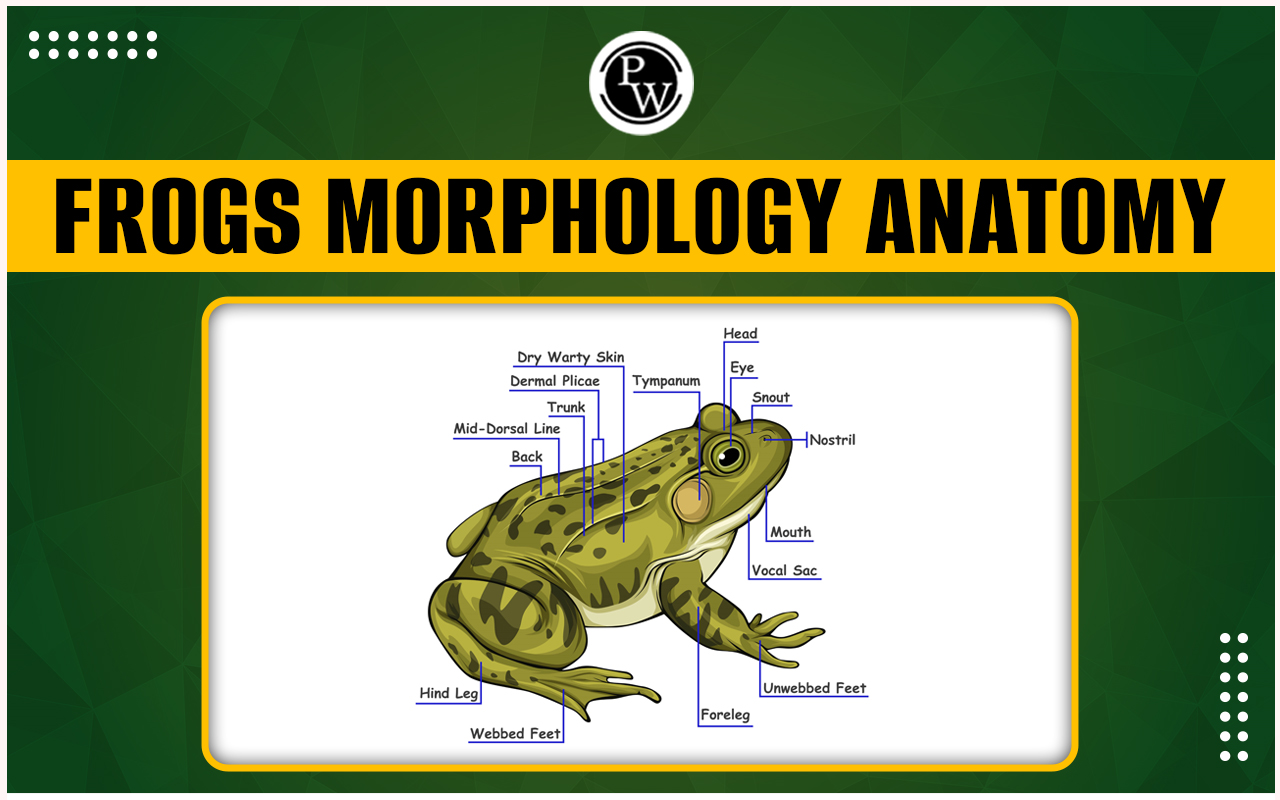 Frogs Morphology Anatomy