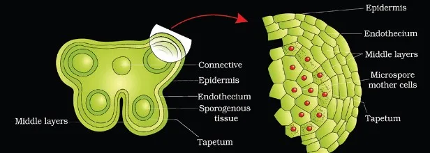 Microsporogenesis 