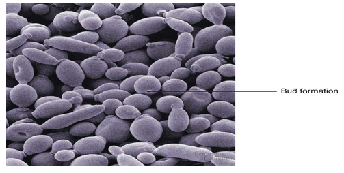 Budding in yeast