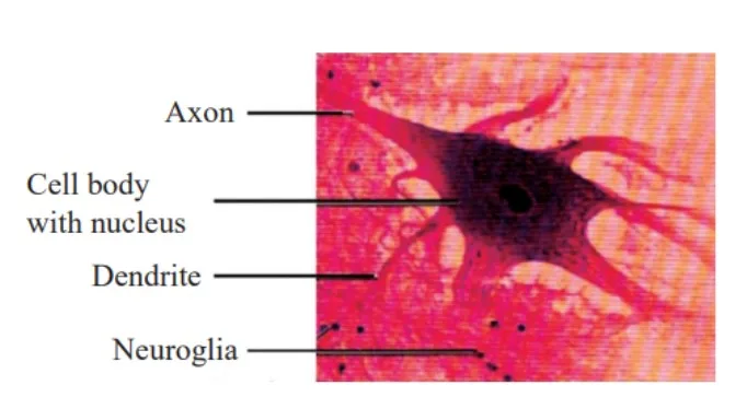 Neural Tissue 