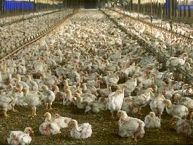 Commercial farming