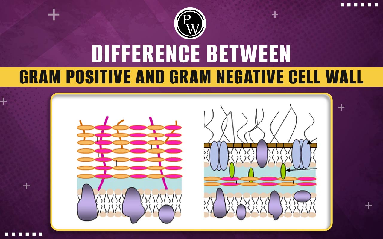 Difference between Gram Positive and Gram Negative Cell Walls