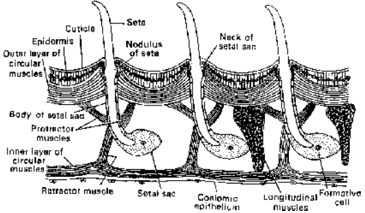 Earthworm Classification and Body wall