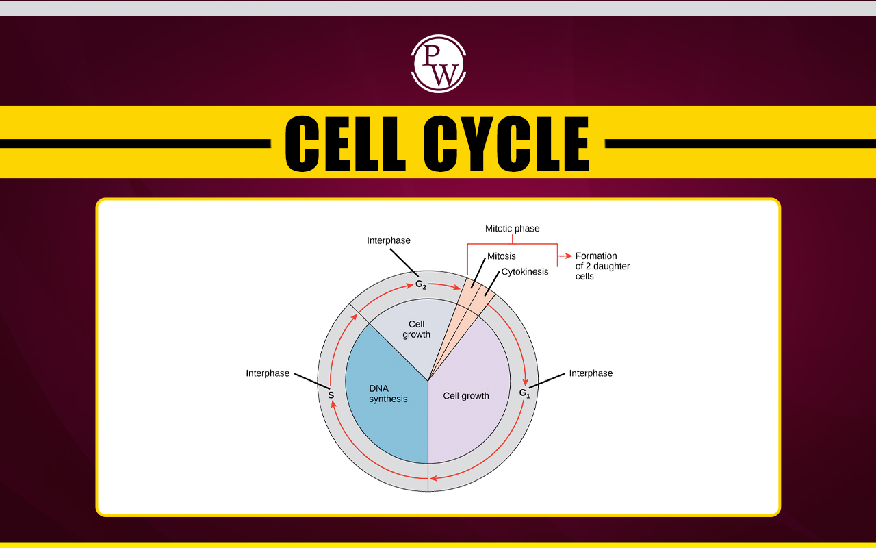 Cell Cycle