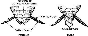 Cockroach Classification and Body Structure