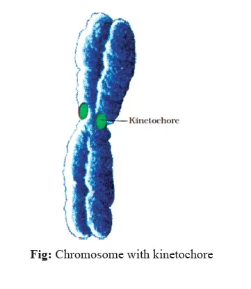 Chromosome