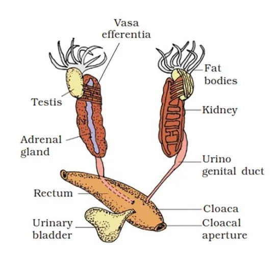 Excretory System of Frog