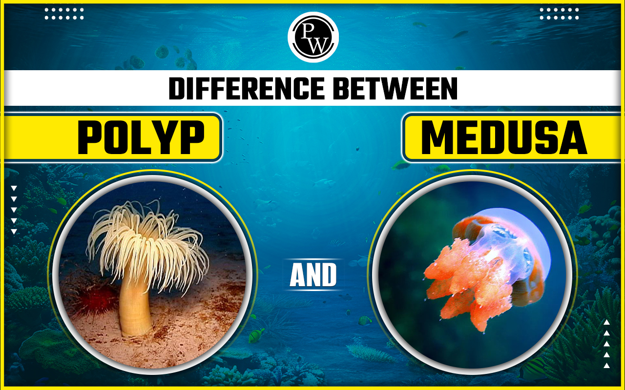 Difference Between Polyp and Medusa