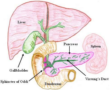 Heterotrophic Nutrition