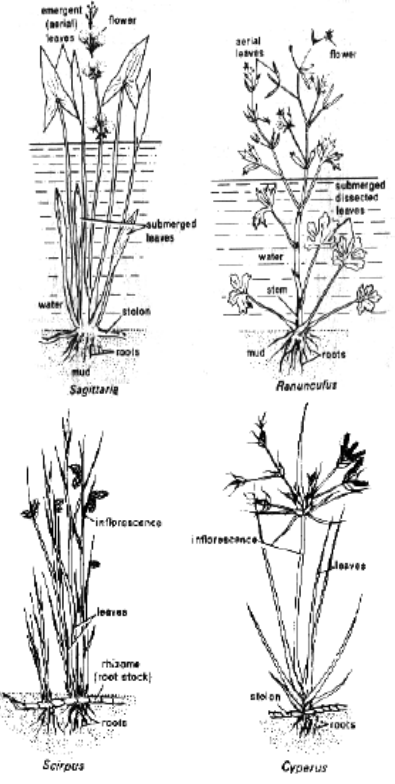 Hydrophtes
