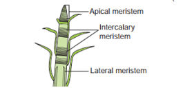 apical meristem