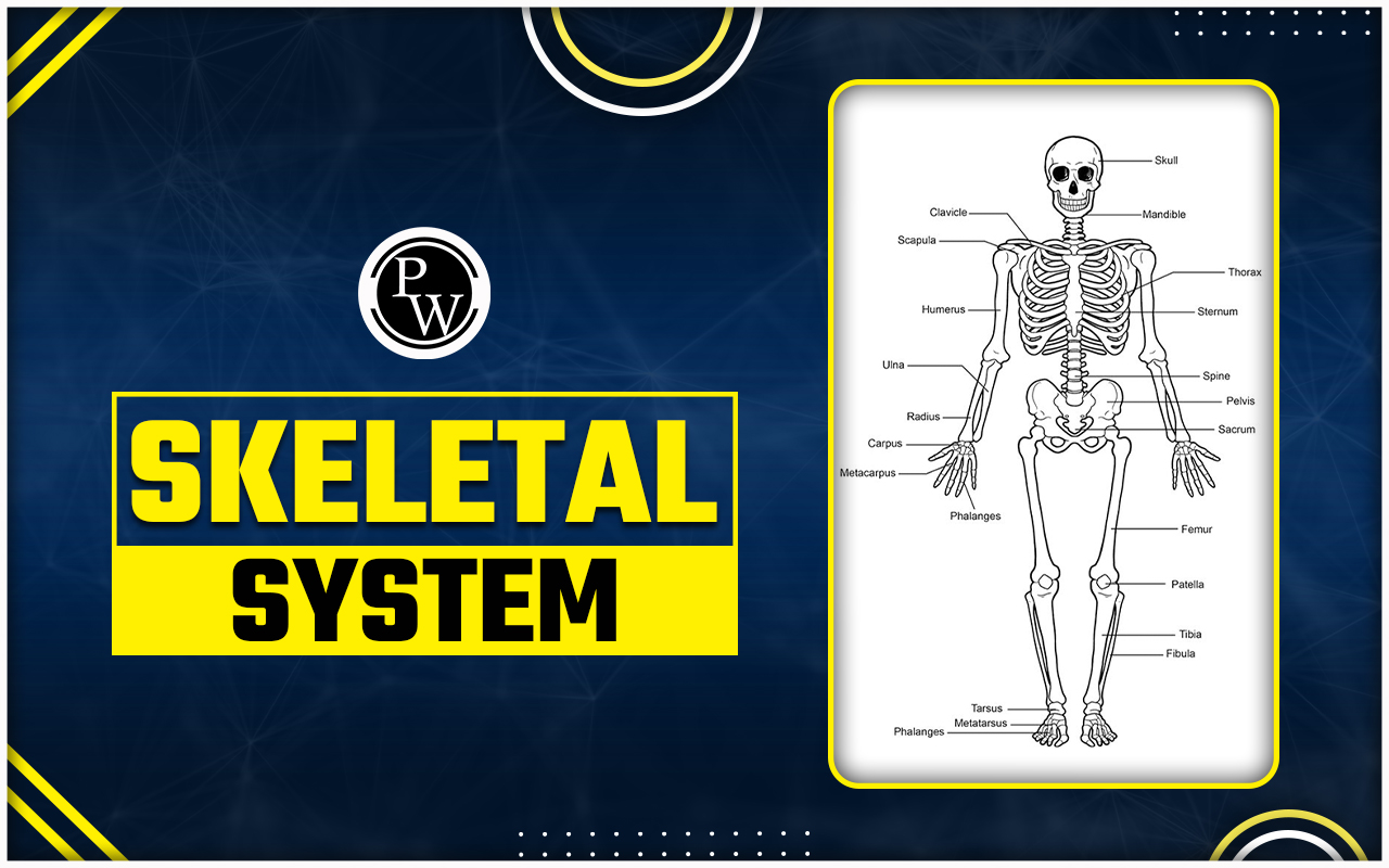Skeletal System