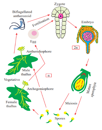 Life Cycle of Bryophytes
