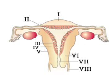 Human Reproduction Important Questions for NEET 2025