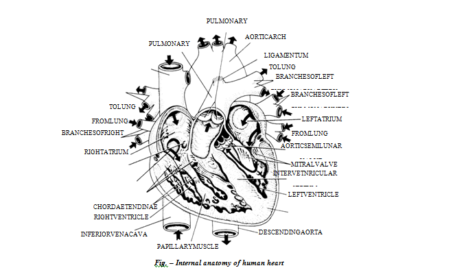 working of human heart