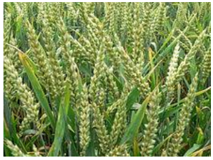 Cropping Pattern
