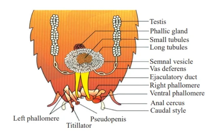Male reproductive system of cockroach