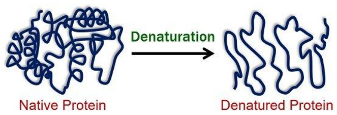  Denaturation of Proteins