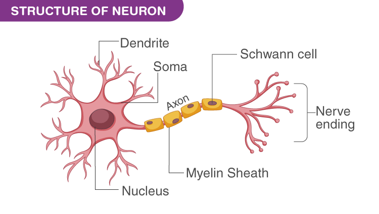 Neurons Neurons