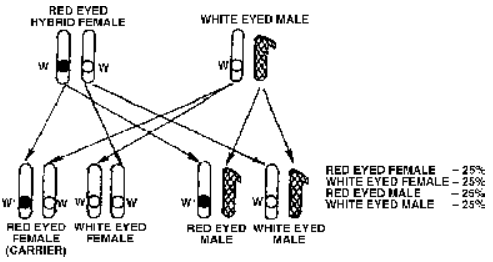 red and white eyed traits in same proportion