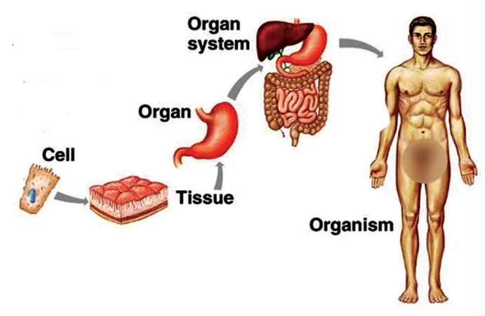 Cell Theory
