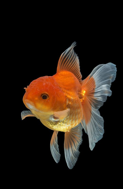 Name of Fish Species