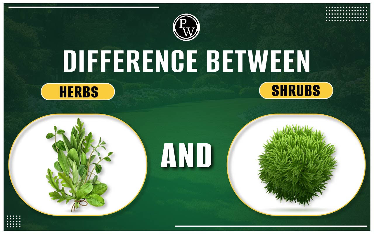 Difference between Herbs and Shrubs