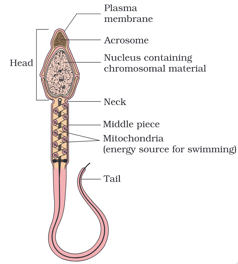 Structure Of Spermatozoa