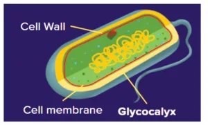 Cell Envelope and its Modifications