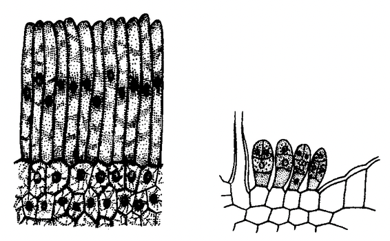 Complex Permanent Tissue