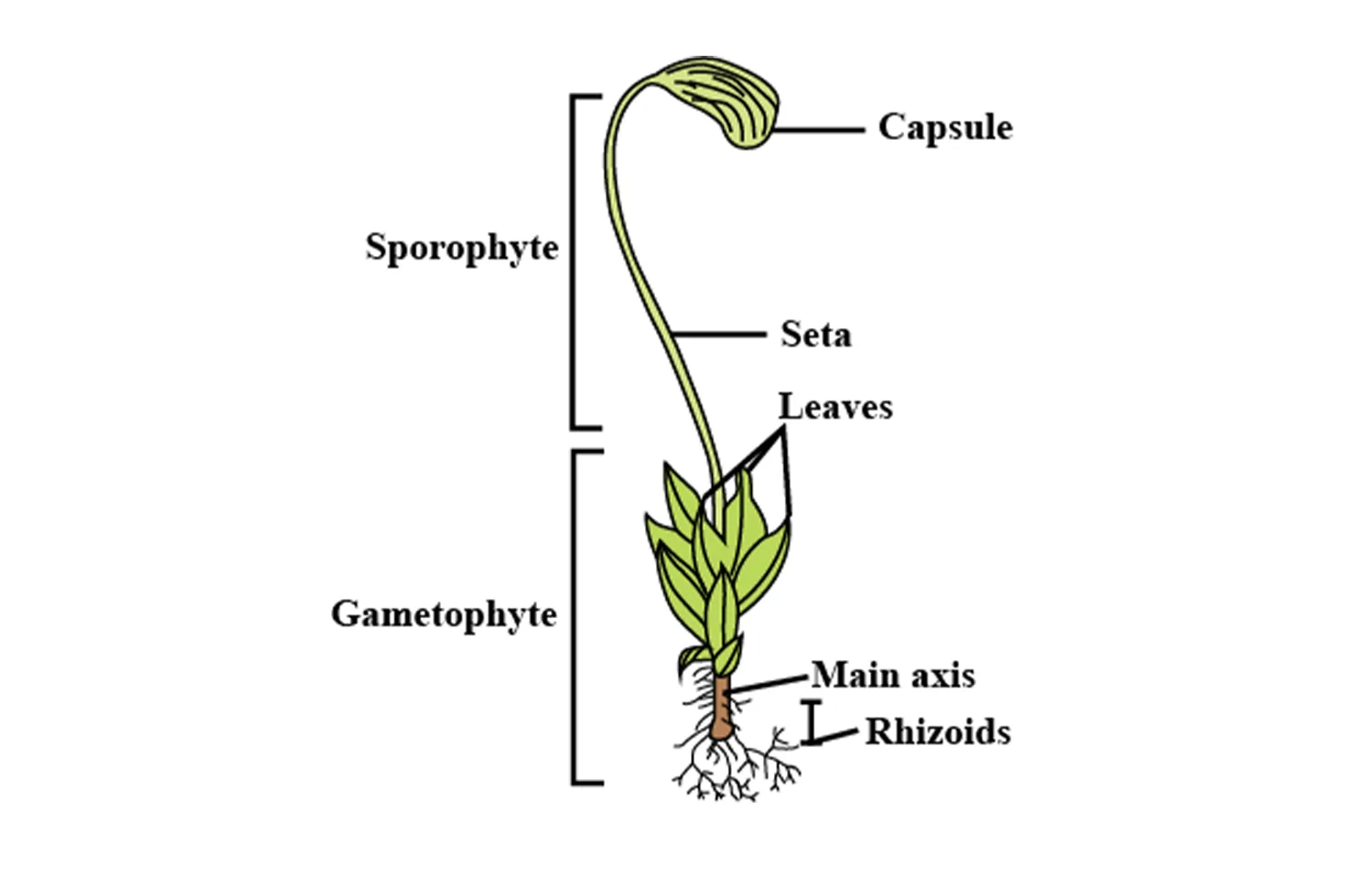Funaria Diagram