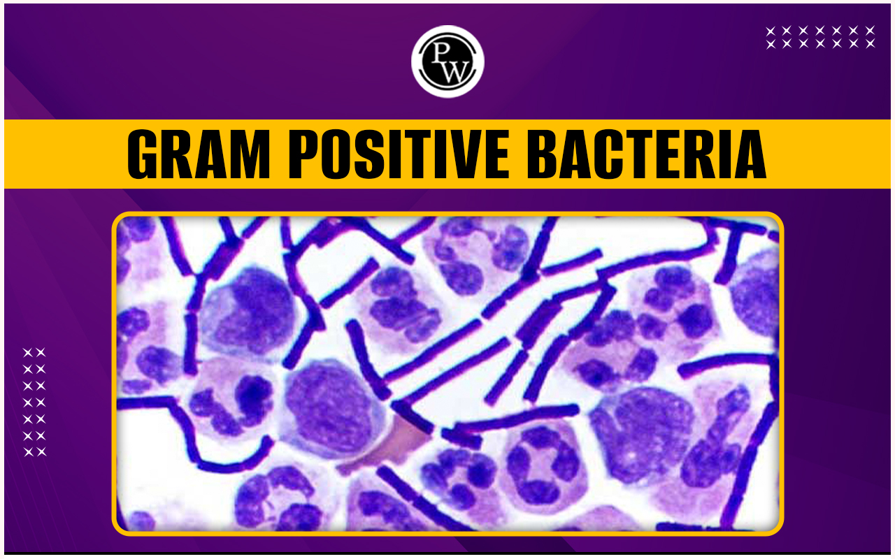 Gram Positive Bacteria