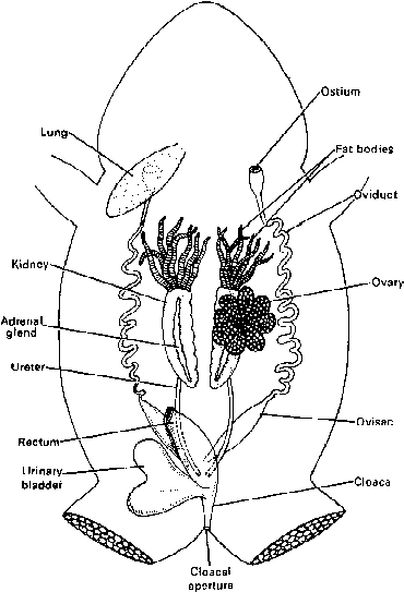 Reproductive System of Frog