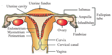 Diagrammatic view of uterine wall