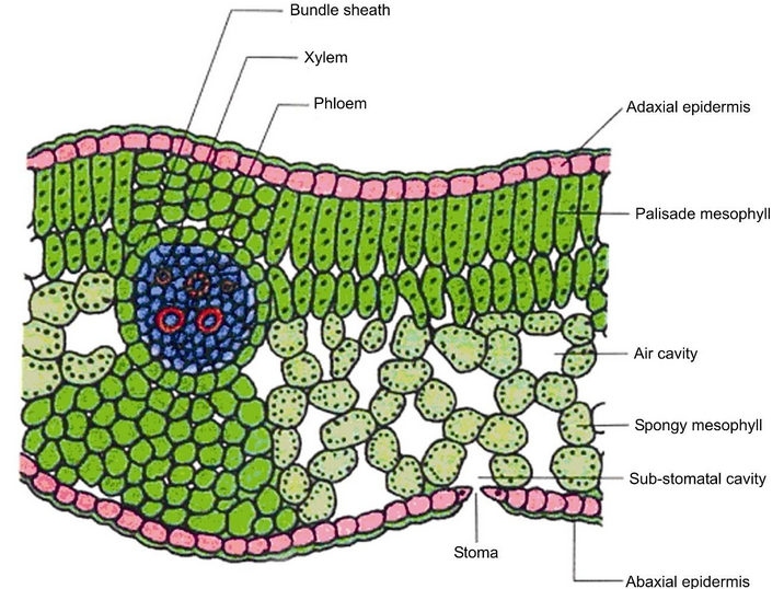 Photosynthesis