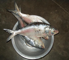 hilsa