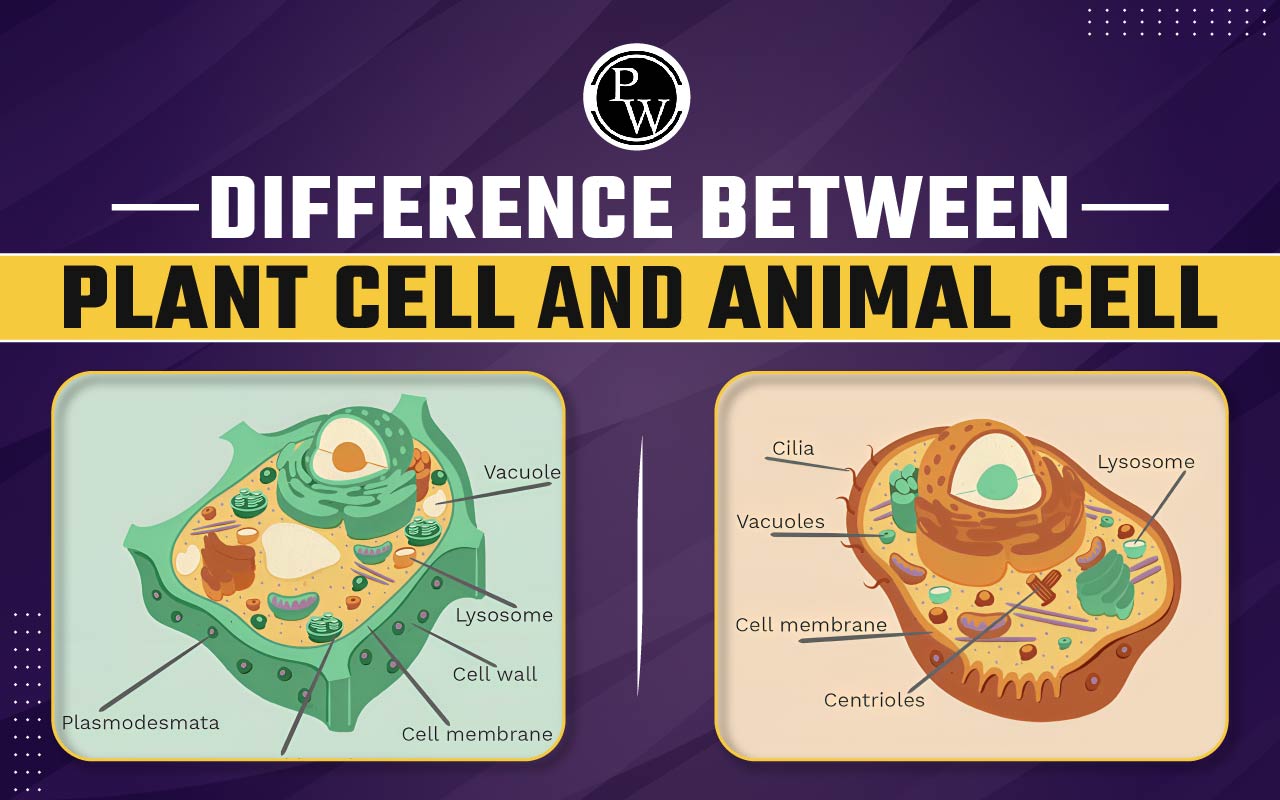 Difference Between Plant Cells And Animal Cells