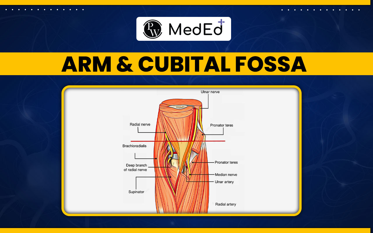 Arm and Cubital Fossa, Anatomy and clinical application