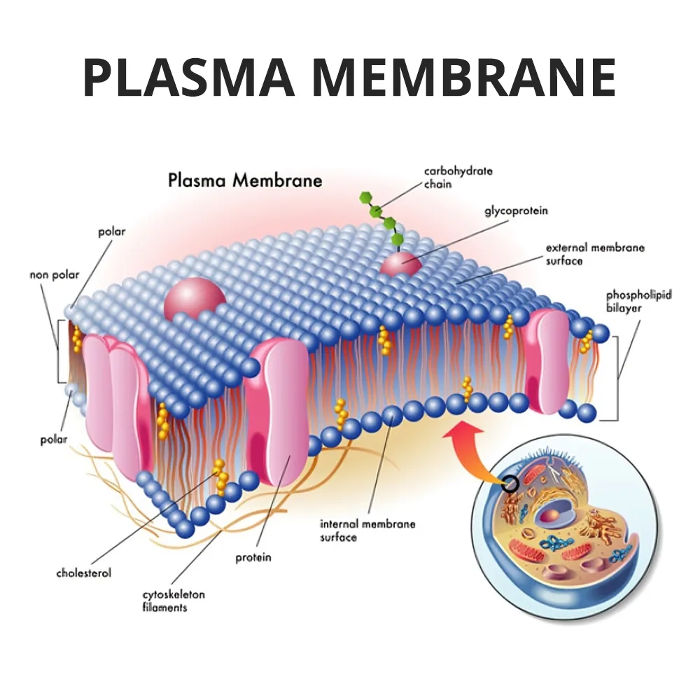 Plasma Membrane Structure Diagram
