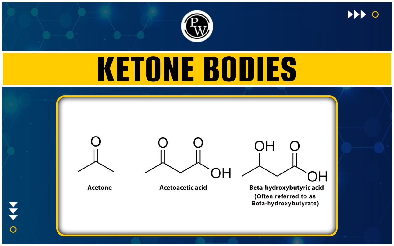 Ketone Bodies - Types, Formation, Functions and Significance